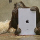 Image for article titled These Orangutans Play with iPads